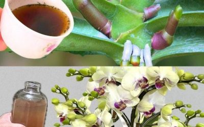 Una orquídea muy frondosa, si la riegas con esto quedará 10 veces más bonita.