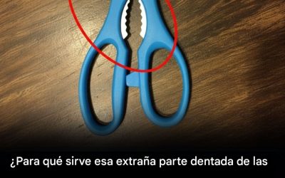 Pieza dentada extraña en las tijeras de cocina.