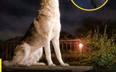 ¿Por Qué los Perros Aúllan por las Noches? Causas Reales y Creencias Populares.