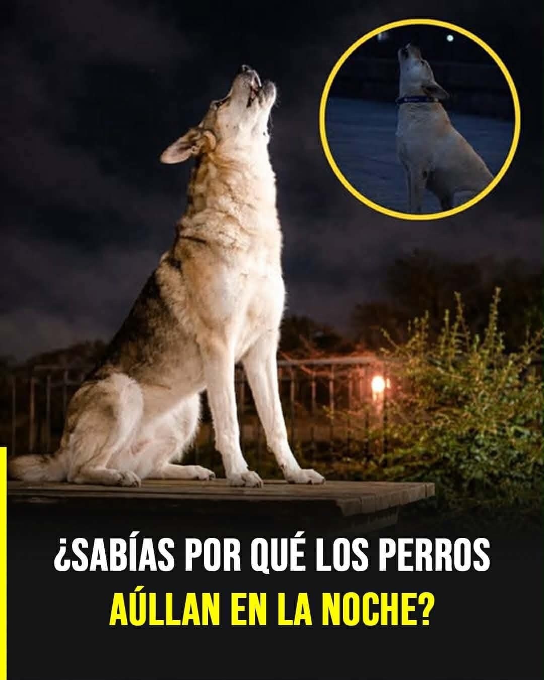 ¿Por Qué los Perros Aúllan por las Noches? Causas Reales y Creencias Populares.