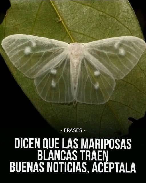 Las connotaciones fueron variando a lo largo de los años; inicialmente se las vinculaba a un mal augurio, pero otras corrientes las relacionan con la transformación y la energía renovada
