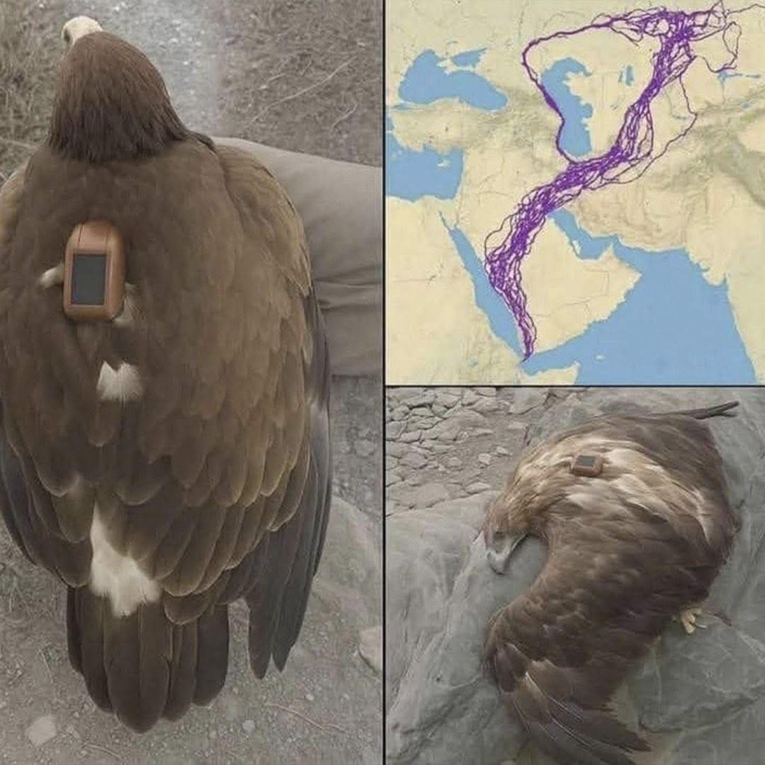 DURANTE 20 AÑOS, UN ÁGUILA EQUIPADA CON GPS DEJÓ PERPLEJOS A LOS CIENTÍFICOS: LO QUE DESCUBRIERON CAMBIÓ TODO