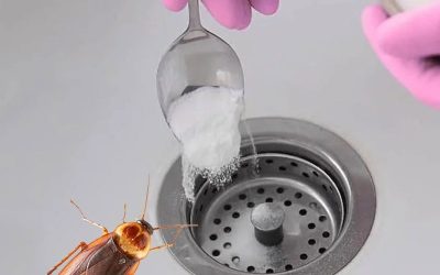 Goodbye cockroaches in the house: the natural trick that prevents them from entering and eliminates them forever