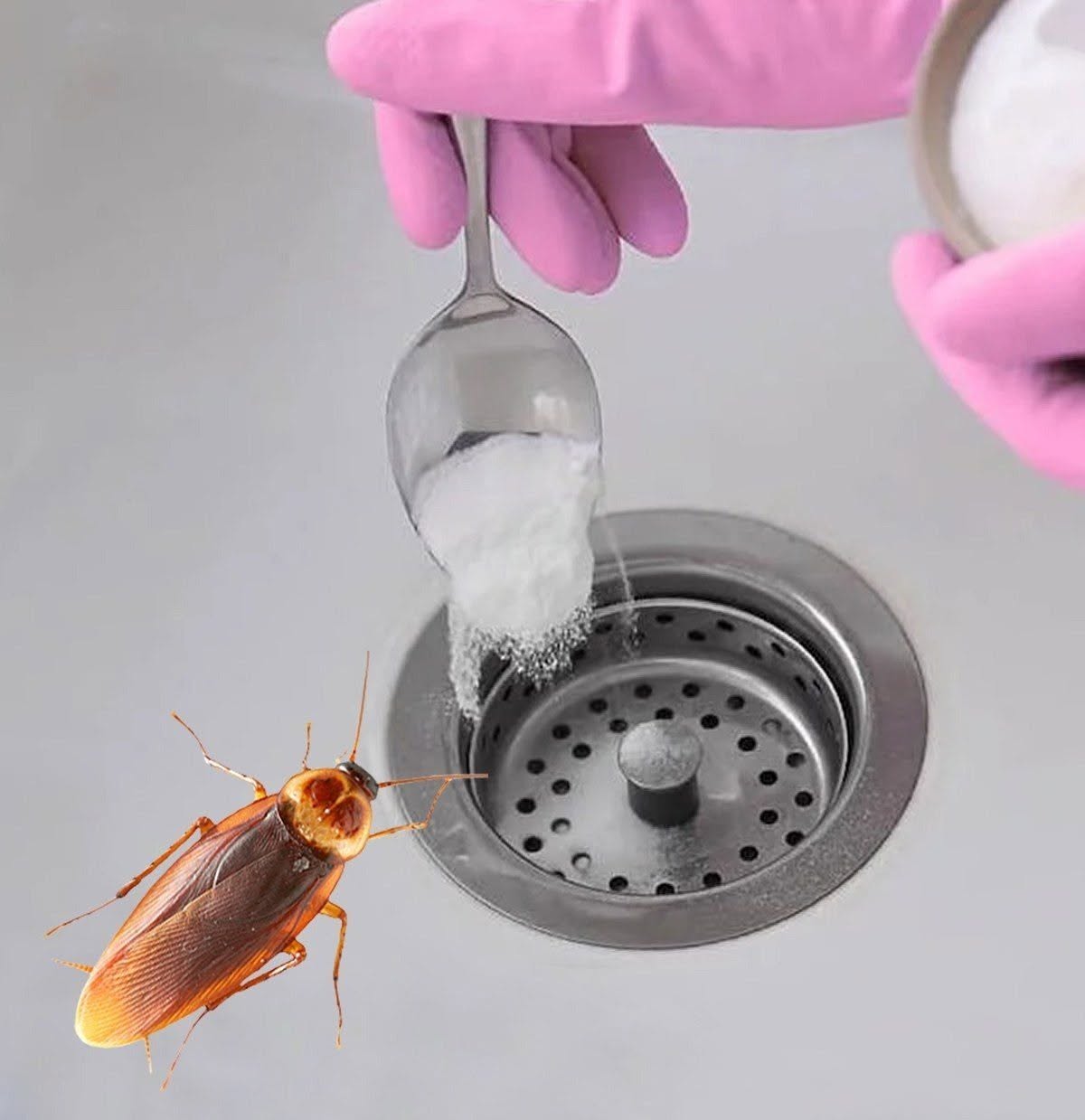 Goodbye cockroaches in the house: the natural trick that prevents them from entering and eliminates them forever