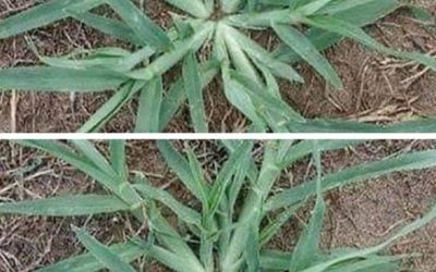 Nunca arranques esta planta si aparece en tu jardín.