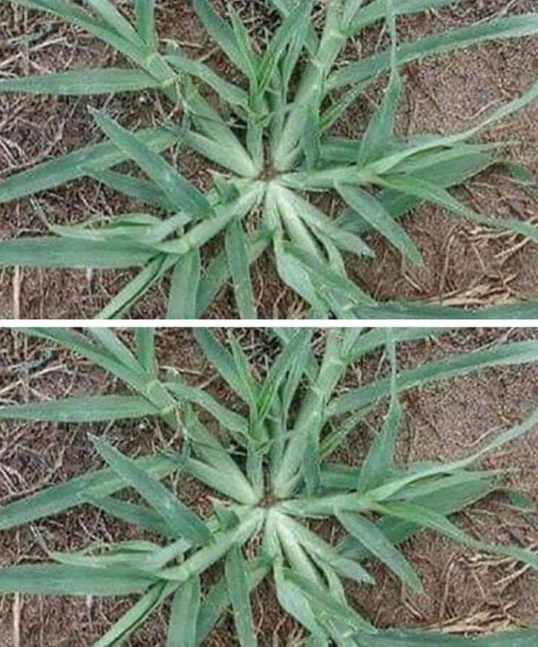 Nunca arranques esta planta si aparece en tu jardín.