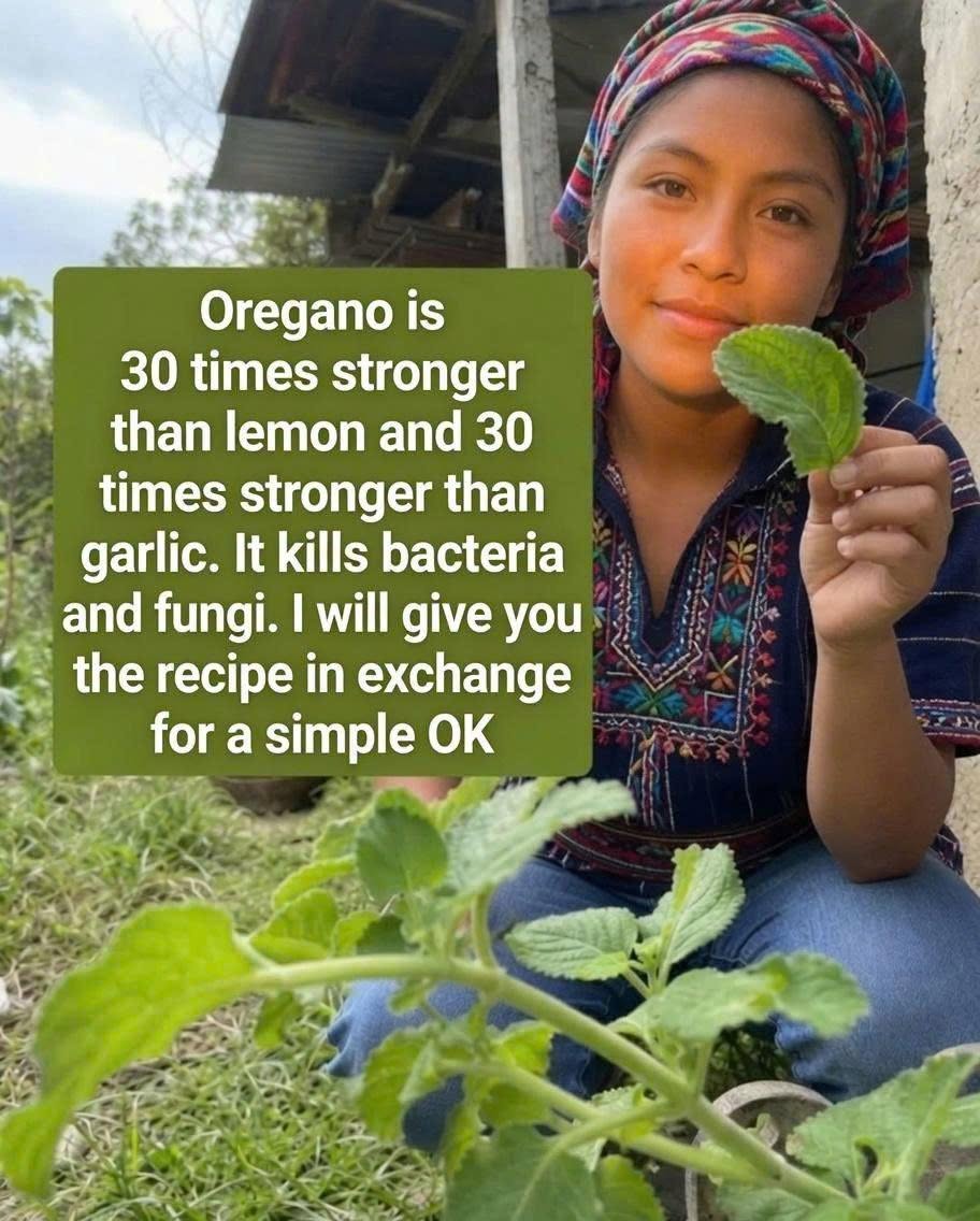 El orégano es 30 veces más fuerte que el limón y 30 veces más fuerte que el ajo. Mata bacterias y hongos. Te daré la receta a cambio de un simple OK.