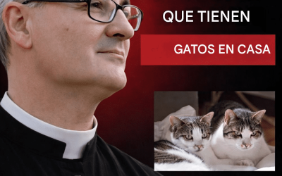 Reflexiones espirituales sobre el significado de tener gatos en casa.