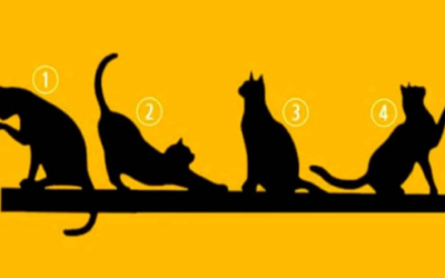 Escoge un GATO y te revelamos algo importante de tu vida.