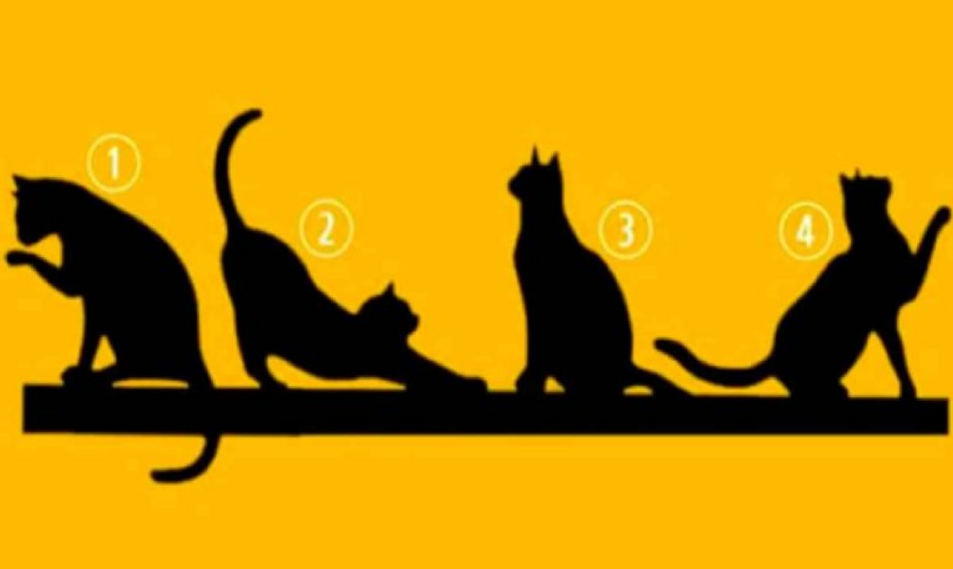 Escoge un GATO y te revelamos algo importante de tu vida.