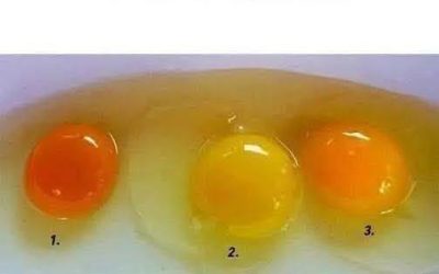Cómo saber si un huevo proviene de una gallina sana: 6 señales de calidad superior