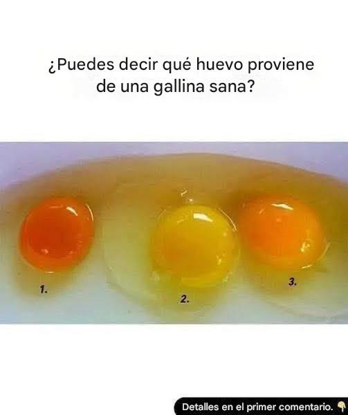 Cómo saber si un huevo proviene de una gallina sana: 6 señales de calidad superior