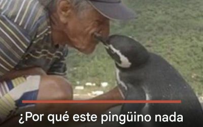 Por qué este pingüino nada 8.000 km cada año para ver a su salvador de nuevo