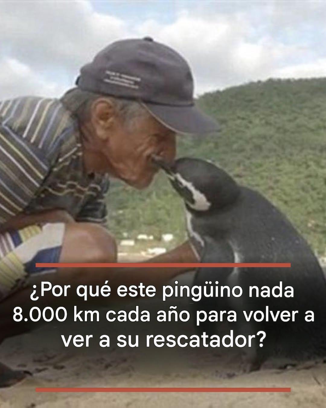 Por qué este pingüino nada 8.000 km cada año para ver a su salvador de nuevo