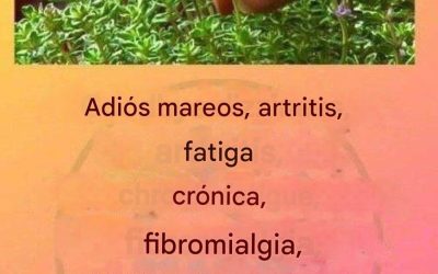 Este es un verdadero “té de Dios”, ya que trata la artritis, el lupus, los mareos, los problemas de tiroides y la fatiga crónica.