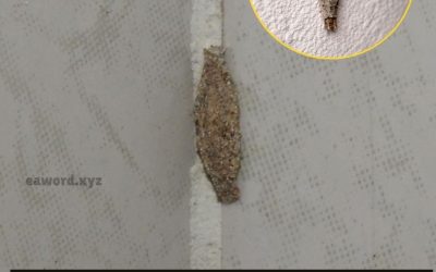 El curioso insecto que se alberga en las paredes y techos del hogar.