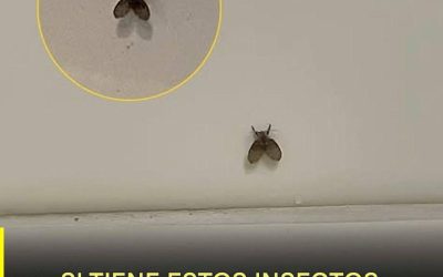 La mosca de baño que aparece en muchas casas y lo que su presencia podría indicar