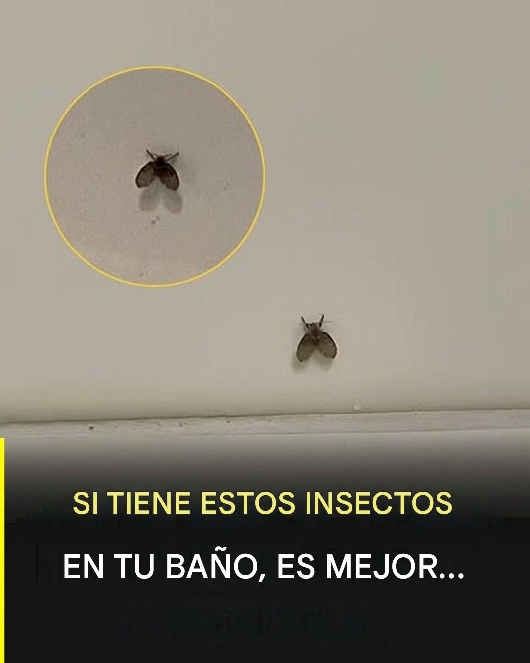 La mosca de baño que aparece en muchas casas y lo que su presencia podría indicar