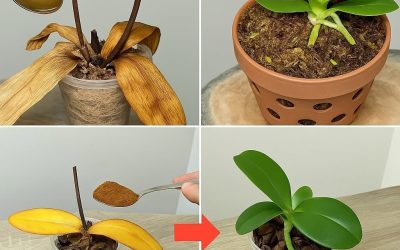¡Espolvorea 1 cucharada sobre las raíces muertas de la orquídea! Despertado de repente, florece durante todo el año.