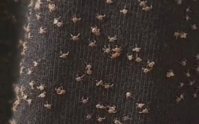 Hoy, mientras caminaba, lo encontré por todo el pernero de mis pantalones – no tengo ni idea de cómo llegó ahí. ¿Qué pasa?