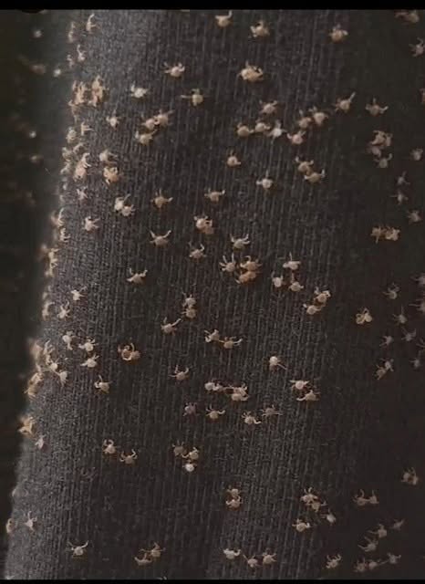 Hoy, mientras caminaba, lo encontré por todo el pernero de mis pantalones – no tengo ni idea de cómo llegó ahí. ¿Qué pasa?