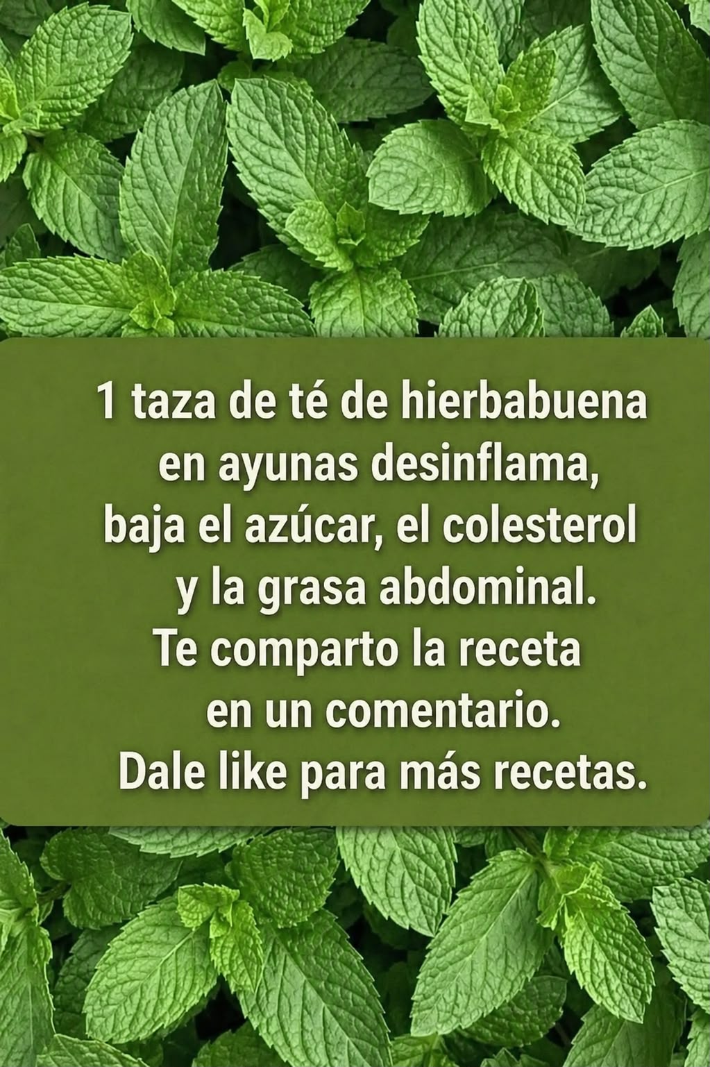 Menta: Una planta milagrosa para la saludMenta: Una planta milagrosa para la salud