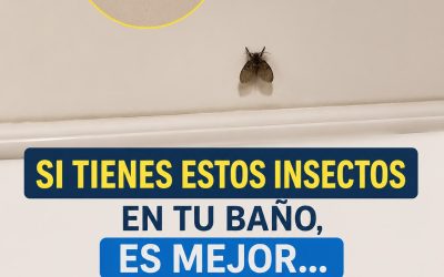 La mosca de baño que aparece en muchas casas y lo que su presencia podría indicar
