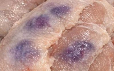 El misterio del pollo morado resuelto: Guía de un cocinero amateur para la gestión segura de las aves.