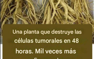 Esta raíz destruye el 98% de los cánceres gástricos, intestinales, pancreáticos y otros
