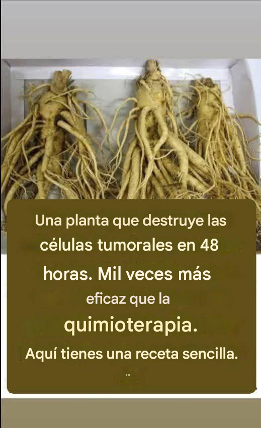 Esta raíz destruye el 98% de los cánceres gástricos, intestinales, pancreáticos y otros