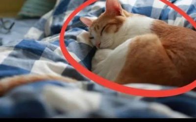 Dormir con el gato: ¿dulce compañía o riesgo para la salud?